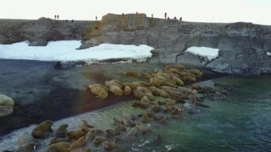 Bilim adamı ve walruses New Earth Vaigach adada tabanının besleme üzerinde turist.