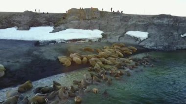 Bilim adamı ve walruses New Earth Vaigach adada tabanının besleme üzerinde turist.