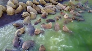 Morslar New Earth Vaigach adasında Arktik Okyanusu kıyısında tabanının besleme.