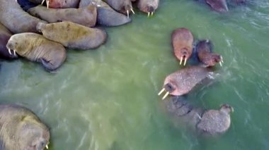 Morslar New Earth Vaigach adasında Arktik Okyanusu kıyısında tabanının besleme.