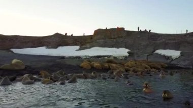 Bilim adamı ve walruses New Earth Vaigach adada tabanının besleme üzerinde turist.