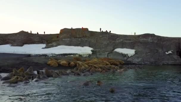 Ученые и туристы на базе кормления моржей на острове Новая Земля Вайгач . — стоковое видео