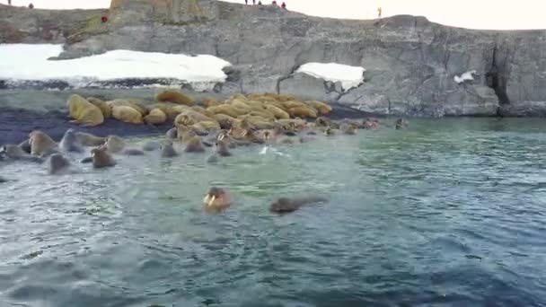 Futterbasis der Walrosse am Ufer des arktischen Ozeans auf neuer Erde vaigach Insel. — Stockvideo