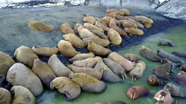 新しい地球バイガチ島の北極海洋の海岸にセイウチの供給基地. — ストック動画