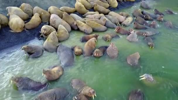 Кормовая база моржей на берегах Северного Ледовитого океана на острове Вайгач . — стоковое видео