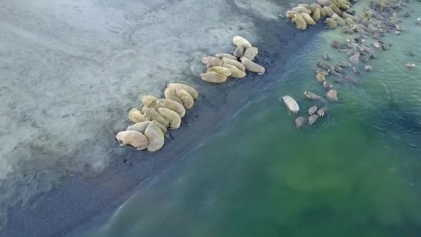 Годування бази зльоту моржів на узбережжі Північного Льодовитого океану на новій землі Vaigach острів. — стокове відео