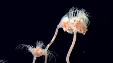 Tubulariae çan Hydroid denizanası suyun altında beyaz deniz siyah arka plan üzerinde.