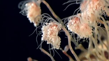 Tubulariae çan Hydroid denizanası suyun altında beyaz deniz siyah arka plan üzerinde.