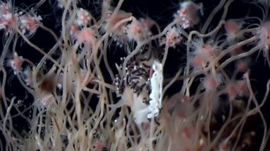 Coryphella verrucosa slug Tubulariae Hydroid denizanası suyun altında beyaz deniz.