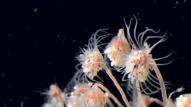 Bell Hydroid denizanası kolonileri açar beyaz deniz Rusya'nın sualtı deniz dibinin.