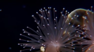 Lucernaria quadricornis su altında beyaz deniz.