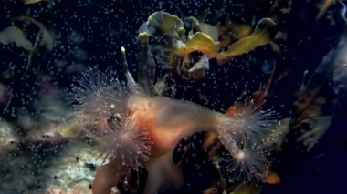 Lucernaria quadricornis su altında beyaz deniz.