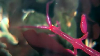 İskelet deniz keçi Caprellalinearis su altında beyaz deniz dibinin üzerinde.