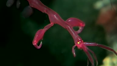 İskelet deniz keçi Caprellalinearis su altında beyaz deniz dibinin üzerinde.