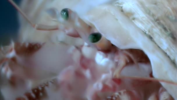 Rak pustelnik makro pod wodą w poszukiwaniu żywności na dnie morza białego. — Wideo stockowe