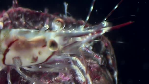 Camarones de vidrio de cerca enmascarados en busca de alimentos bajo el agua del Mar Blanco  . — Vídeos de Stock