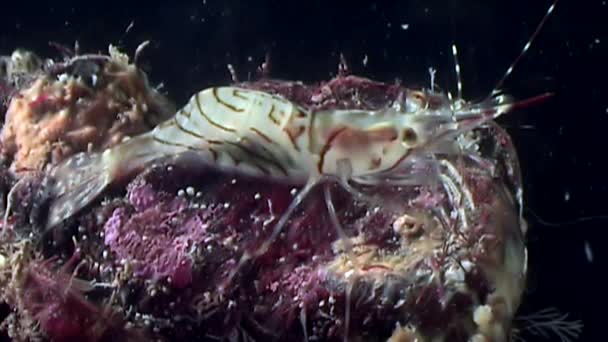 Crevettes en verre masquées à la recherche de nourriture fonds marins sous-marins de la mer Blanche Russie . — Video