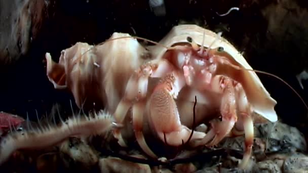 Cancer ermite crabe sous-marin à la recherche de nourriture sur les fonds marins de la mer Blanche . — Video