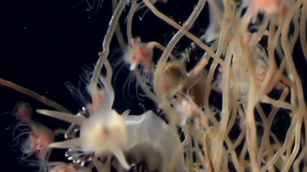 Coryphella verrucosa popisu Tubulariae Hydroid medúzy pod vodou z Bílého moře. — Stock video