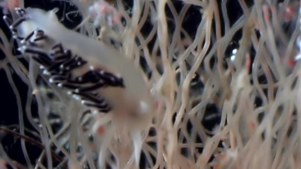 Coryphella verrucosa slug Tubulariae Medusas hidroides bajo el agua del Mar Blanco . — Vídeos de Stock