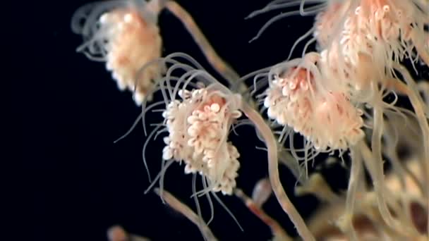 Tubulariae bell Hydroid medúzy pod vodou na černém pozadí bílé moře. — Stock video