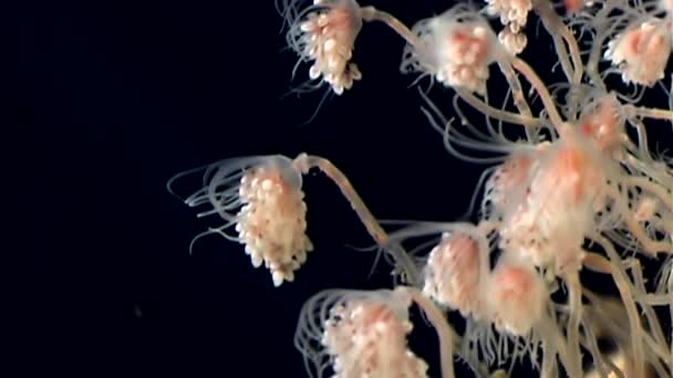 Tubulariae bell Hydroid jellyfish underwater on black background of White Sea. — Stock Video