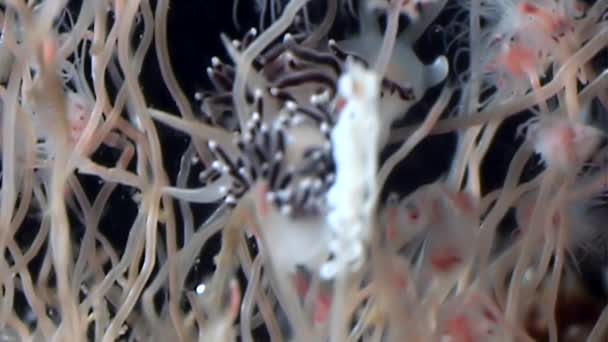 Γυμνοσάλιαγκας verrucosa Coryphella Tubulariae Hydroid μέδουσες υποβρύχια Λευκή Θάλασσα. — Αρχείο Βίντεο