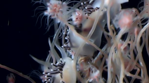 Coryphella verrucosa slug Tubulariae Hidróide águas-vivas subaquáticas do Mar Branco . — Vídeo de Stock