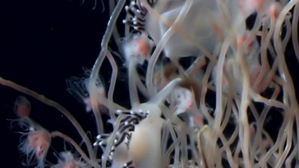 Coryphella verrucosa slak Tubulariae Hydroid kwal onderwater van witte zee. — Stockvideo