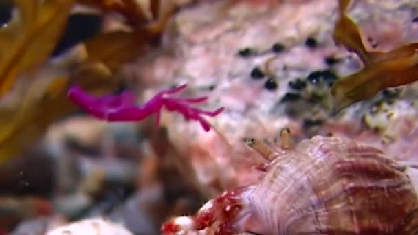 Cancer eremit under vattnet på jakt efter mat på havsbotten i vita havet Ryssland. — Stockvideo