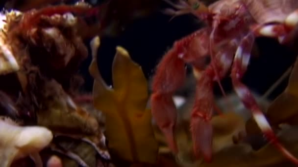 Cancro eremita e stelle marine sott'acqua in cerca di cibo sui fondali del Mar Bianco . — Video Stock