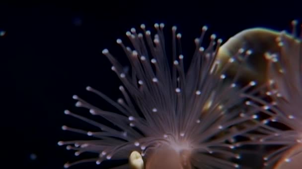 Lucernaria quadricornis underwater in White Sea. — Stock Video