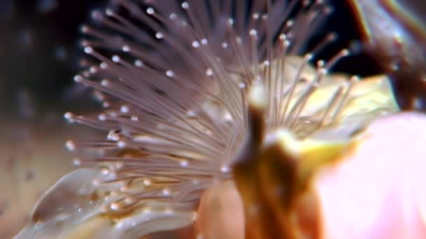 Lucernaria quadricornis sous-marin en mer Blanche . — Video