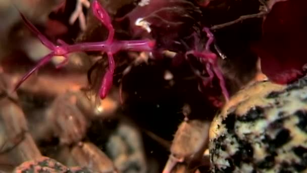 Squelette chèvre de mer Caprellalinearis sous-marin sur le fond marin de la mer Blanche . — Video