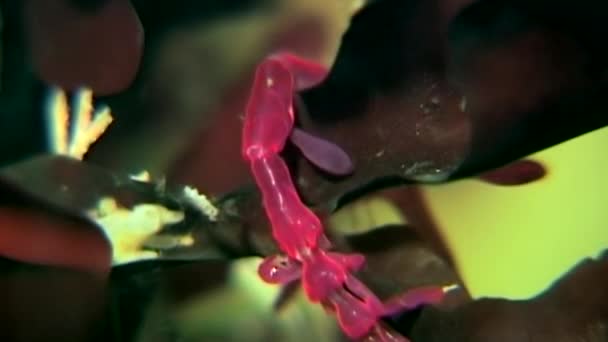 뼈대 바다 염소 백 해의 해저에서 수 중 Caprellalinearis. — 비디오