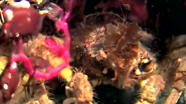 Esqueleto de cabra marina Caprellalinearis bajo el agua en los fondos marinos del Mar Blanco . — Vídeo de stock