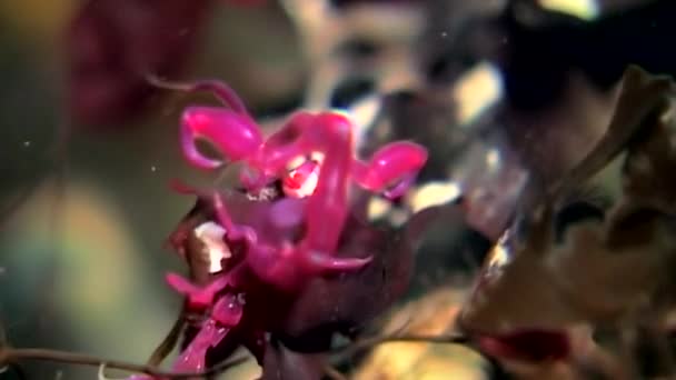 Csontváz tenger kecske Caprellalinearis víz alatti, a tengerfenék, a fehér-tenger. — Stock videók