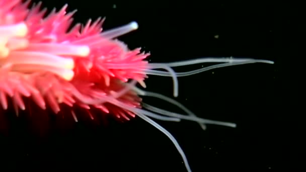 Naalden en tentakels van starfish close-up onderwater op de zeebodem van de Witte Zee. — Stockvideo