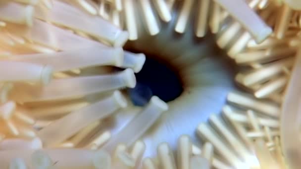 針とヒトデの触手をクローズ アップ水中ホワイト海の海底. — ストック動画