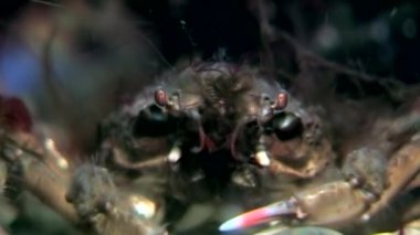 Siyah yengeç hios su altında beyaz deniz Rusya'nın deniz yatağı üzerinde yiyecek bulmak.