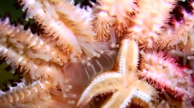 Siyah arka plan deniz üzerinde su altında beyaz deniz yıldızı yakın çekim.