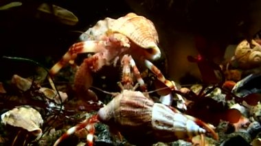 Beyaz deniz dibinin üzerinde yiyecek bulmak sualtı pavurya ailesi.