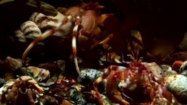 Beyaz deniz dibinin üzerinde yiyecek bulmak sualtı pavurya ailesi.