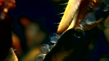 Kanser keşiş sualtı yiyecek bulmak havyar beyaz deniz dibinin üzerinde yiyor..