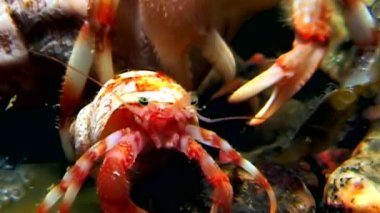 Kanser keşiş sualtı gıda beyaz deniz Rusya'nın deniz yatağı üzerinde arama.