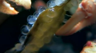 Kanser keşiş sualtı yiyecek bulmak havyar beyaz deniz dibinin üzerinde yiyor..