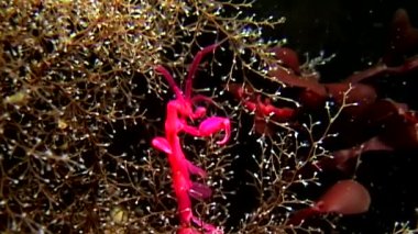 İskelet deniz keçi Caprellalinearis su altında beyaz deniz dibinin üzerinde.