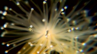 Lucernaria quadricornis su altında beyaz deniz