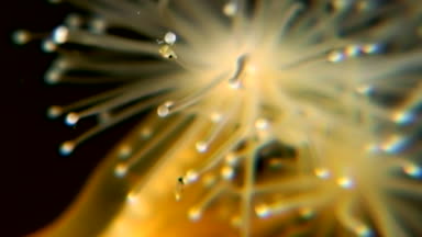 Lucernaria quadricornis su altında beyaz deniz