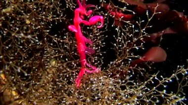 İskelet deniz keçi Caprellalinearis su altında beyaz deniz dibinin üzerinde.